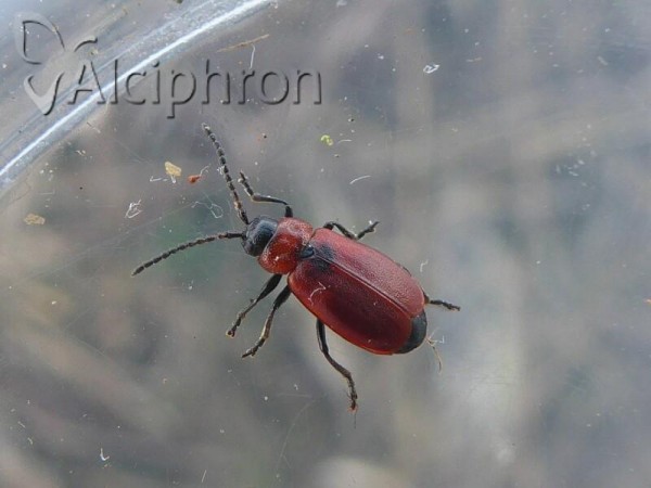 Galeruca melanocephala