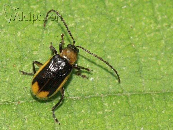 Diabrotica virgifera