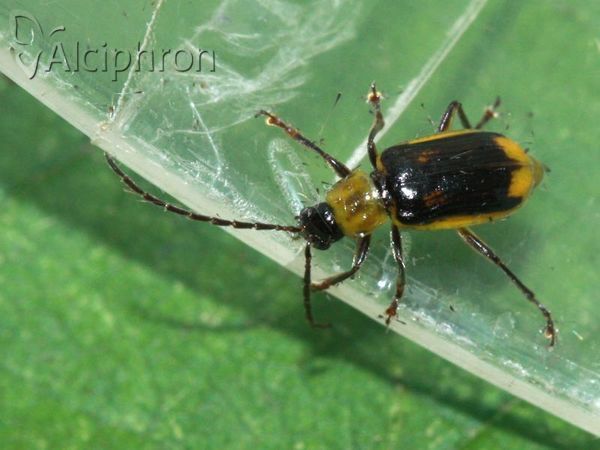 Diabrotica virgifera