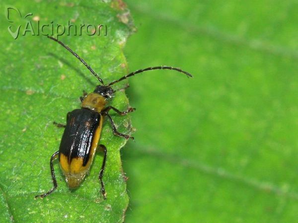 Diabrotica virgifera
