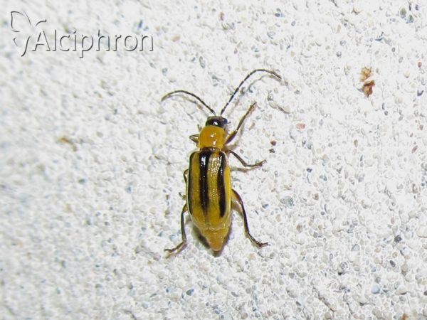 Diabrotica virgifera