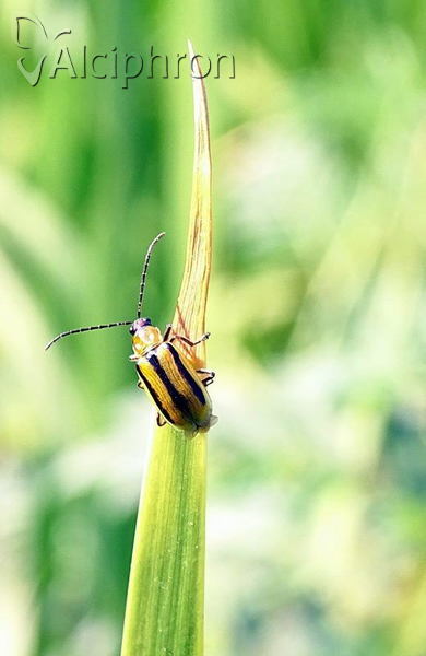 Diabrotica virgifera