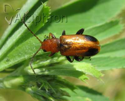 Phyllobrotica adusta