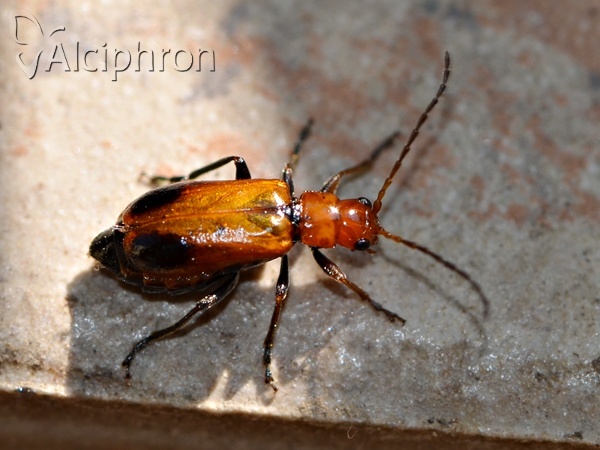 Phyllobrotica adusta