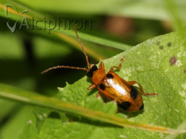 Phyllobrotica quadrimaculata