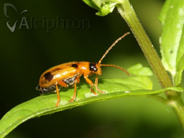 Phyllobrotica quadrimaculata