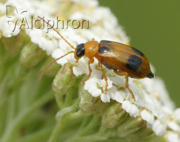 Phyllobrotica quadrimaculata
