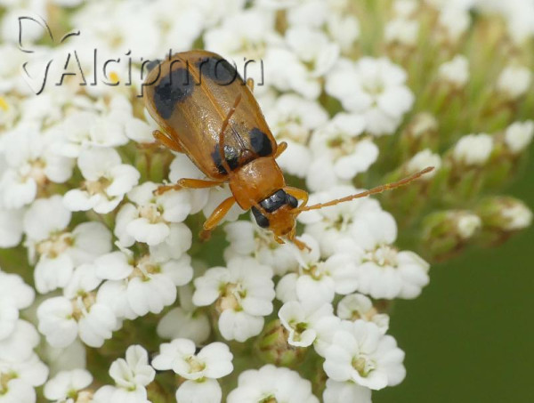 Phyllobrotica quadrimaculata
