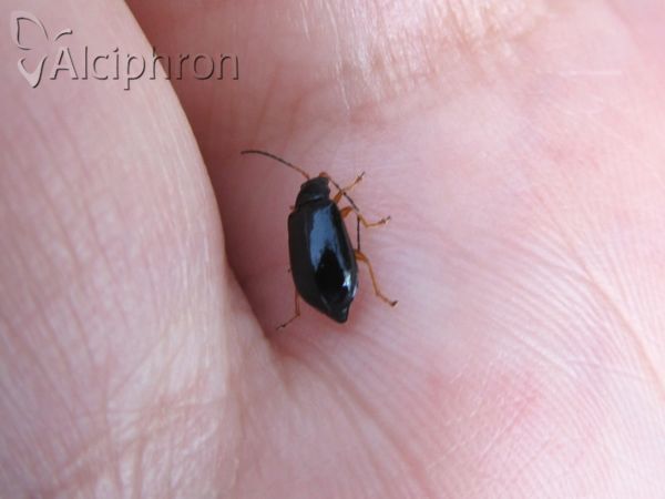 Luperus longicornis