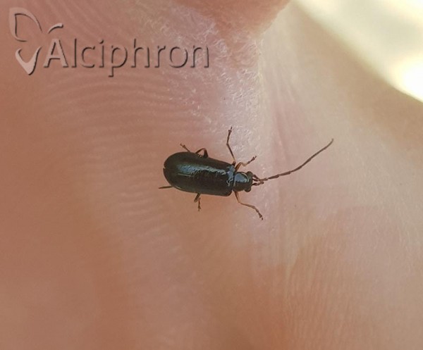 Luperus luperus