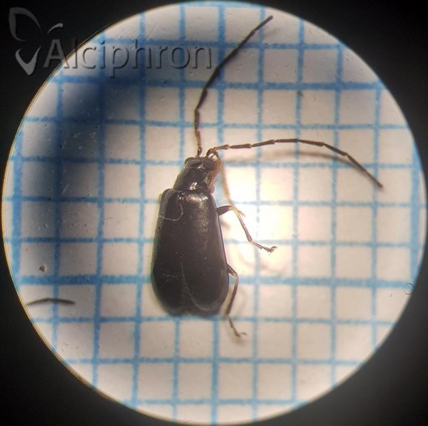 Luperus luperus
