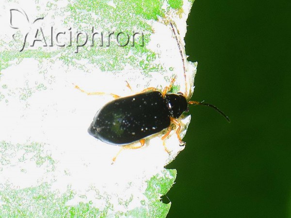 Luperus xanthopoda