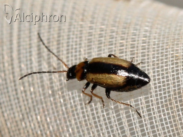 Calomicrus circumfusus