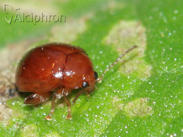 Sphaeroderma rubidum