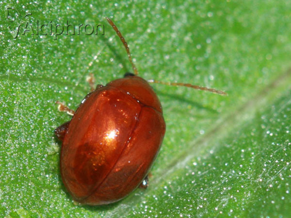 Sphaeroderma rubidum