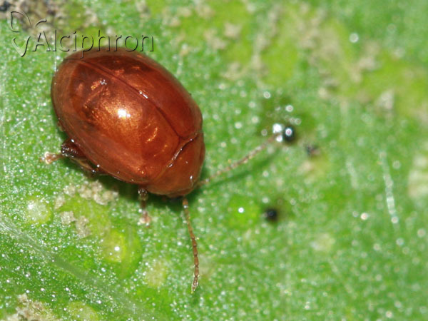 Sphaeroderma rubidum