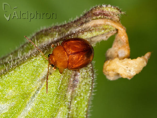 Sphaeroderma testaceum