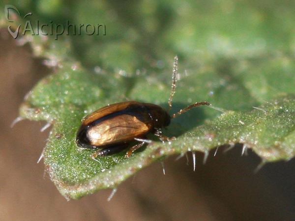 Psylliodes affinis