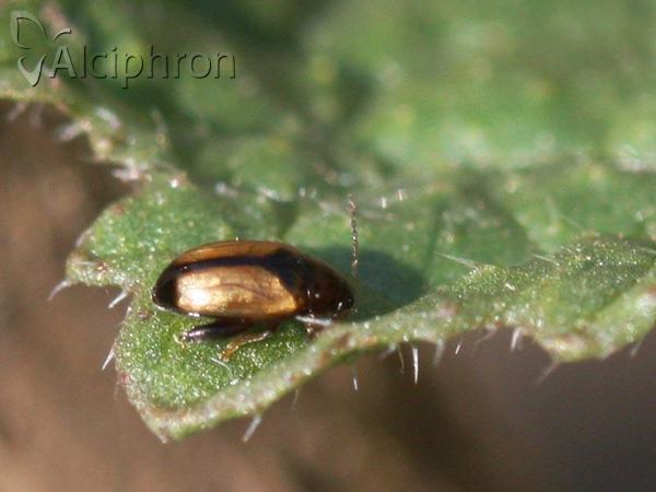 Psylliodes affinis