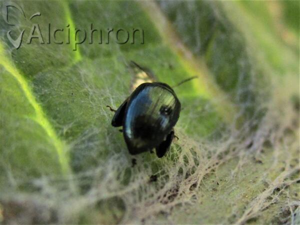 Psylliodes chalcomera