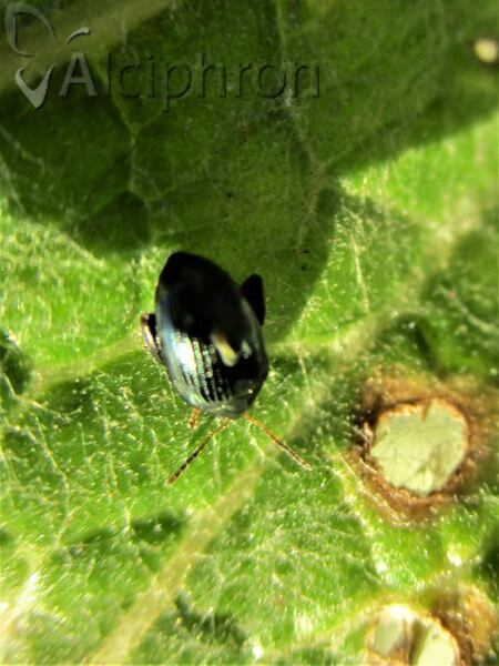 Psylliodes chalcomera