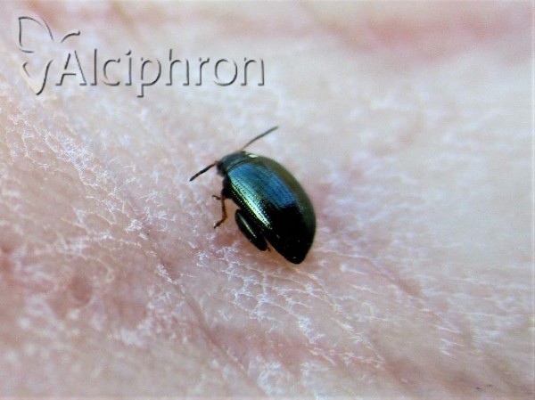 Psylliodes chalcomera