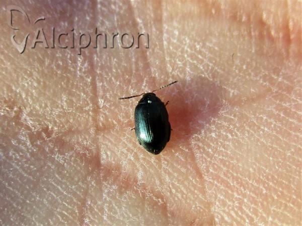 Psylliodes chalcomera