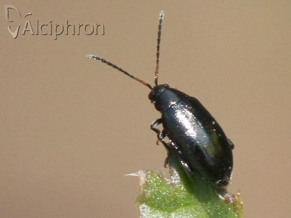 Psylliodes chrysocephala