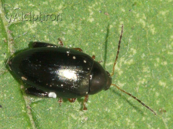 Psylliodes chrysocephala
