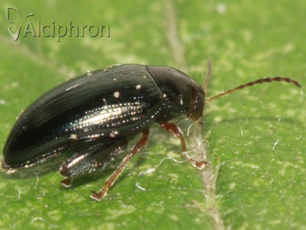 Psylliodes chrysocephala
