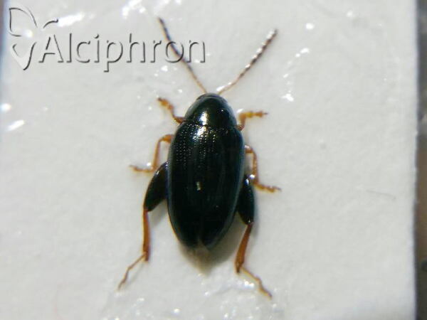 Psylliodes chrysocephala