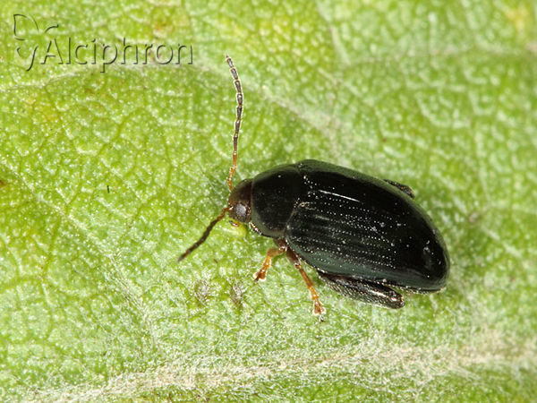 Psylliodes dulcamarae