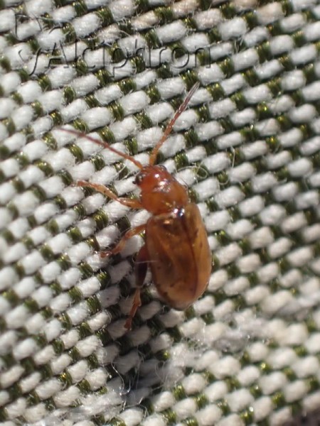 Psylliodes picina
