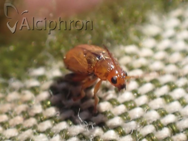 Psylliodes picina