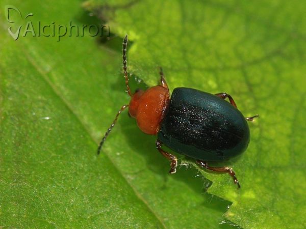 Podagrica fuscicornis