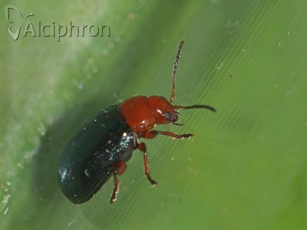 Podagrica fuscicornis