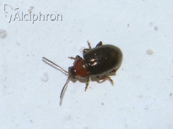 Podagrica fuscicornis