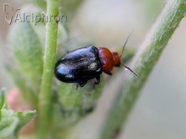 Podagrica fuscipes
