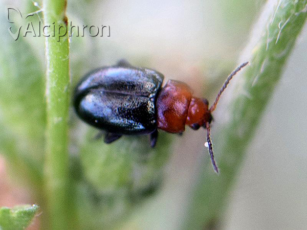 Podagrica fuscipes