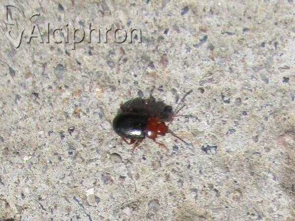 Podagrica malvae