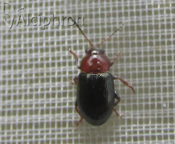 Podagrica malvae