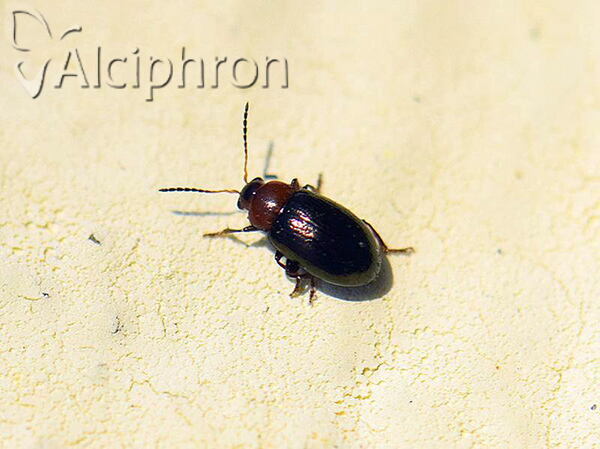 Podagrica malvae