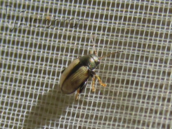 Phyllotreta armoraciae