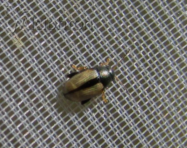 Phyllotreta armoraciae