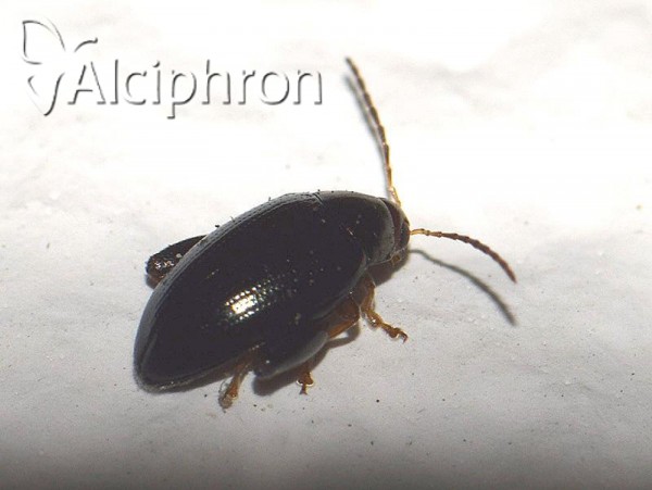 Phyllotreta atra