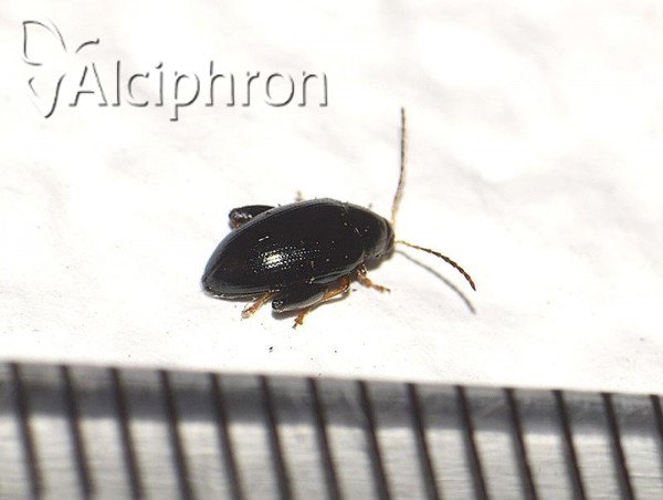 Phyllotreta atra