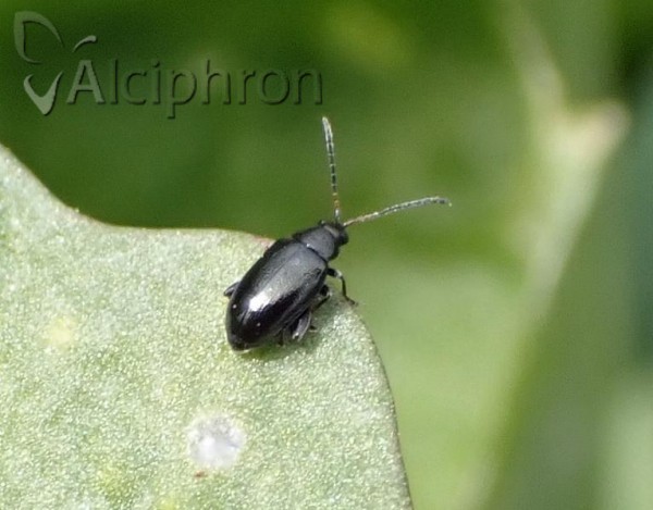 Phyllotreta atra