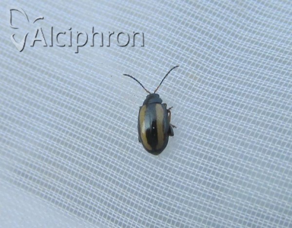Phyllotreta nemorum