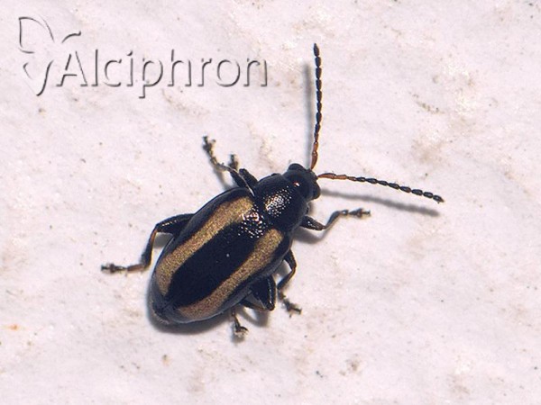 Phyllotreta nemorum