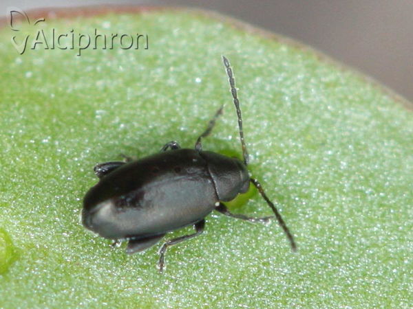 Phyllotreta nigripes